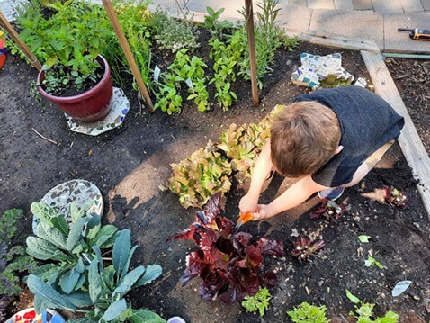 Kids gardening